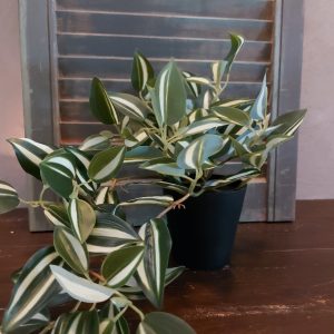 Peperomia kunstplant in een zwarte pot van het merk Countryfield.