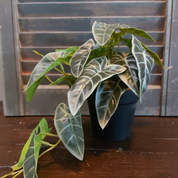 Peperomia kunstplant in een zwarte pot van het merk Countryfield.