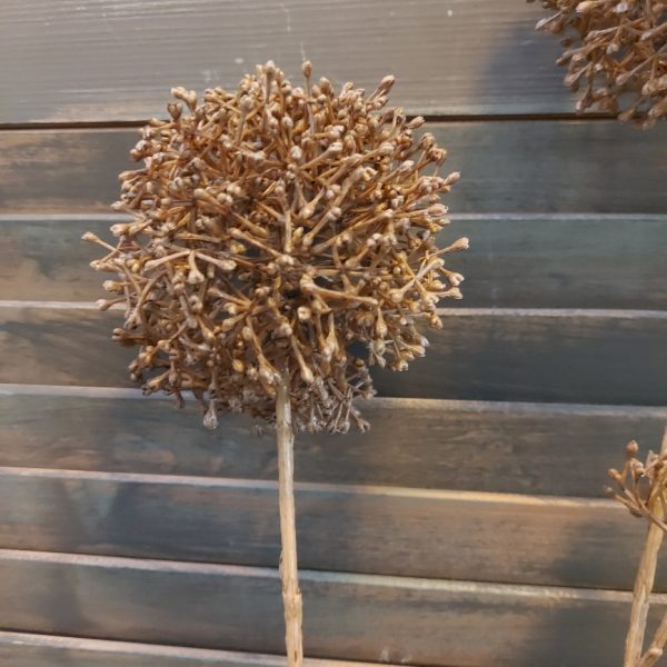 Leverkruid kunstbloem met bruine bloemen, van het merk Countryfield.
