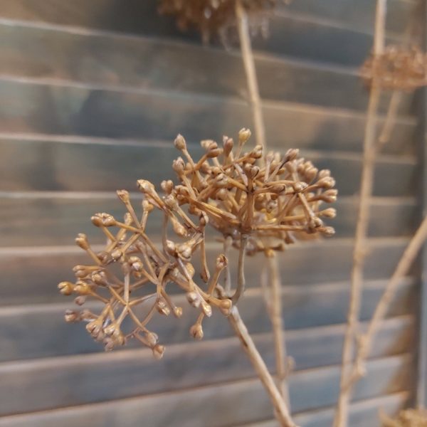 Leverkruid kunstbloem met bruine bloemen, van het merk Countryfield.