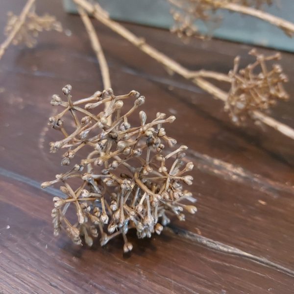Countryfield - Eupatorium - Bruin - L.90cm - Afbeelding 6