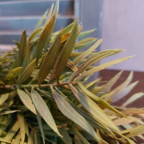 Bamboe kunstplant met lang spits blad, van het merk Brynxz.