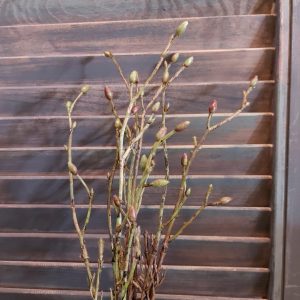 Bosje met 3 kunst linde takken van het merk Countryfield.