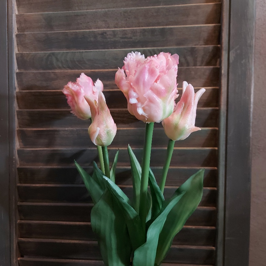 Bosje van 5 roze papegaaitulpen van het merk Countryfield.