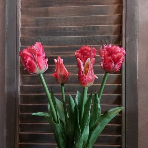 Bosje van 5 rode papegaaitulpen van het merk Countryfield.