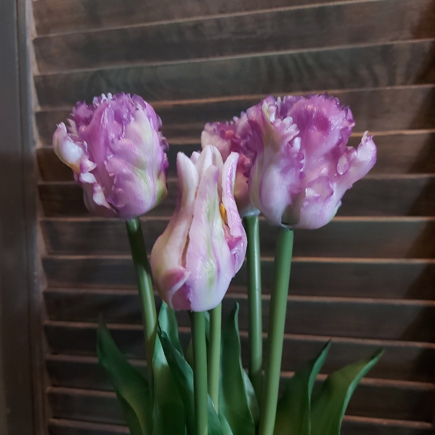 Bosje van 5 lila papegaaitulpen van het merk Countryfield.