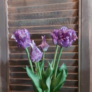 Bosje van 5 paarse papegaaitulpen van het merk Countryfield.