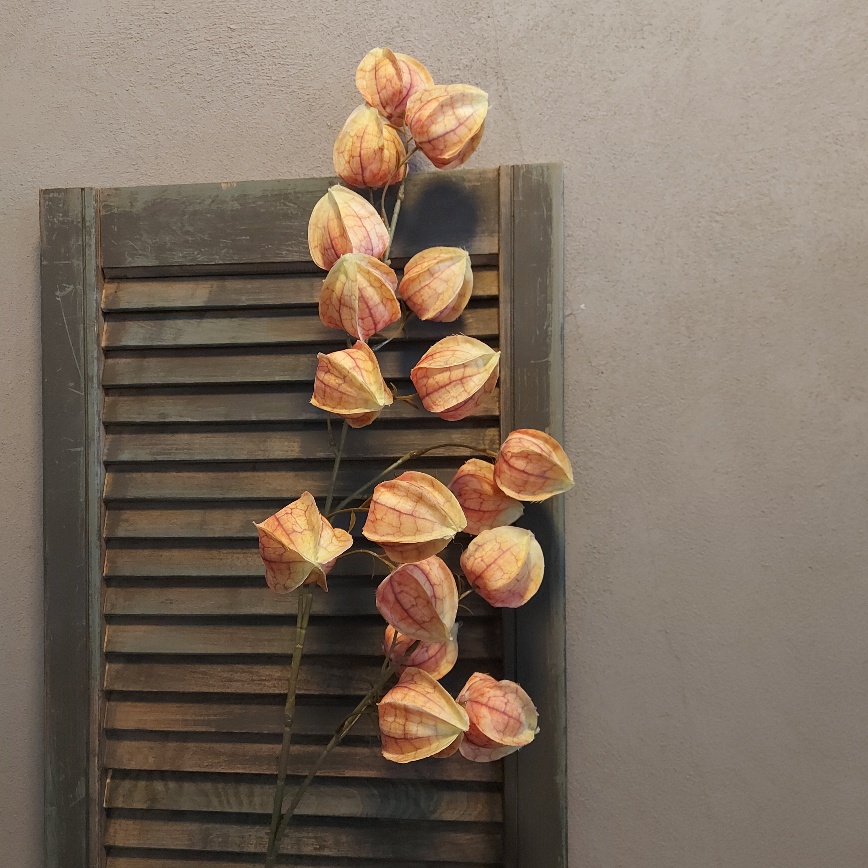 Lampionplant met oranjegele vruchten, van het merk Countryfield.