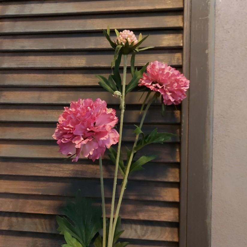 Scabiosa zijdenbloem in een roze kleur, van het merk Countryfield.