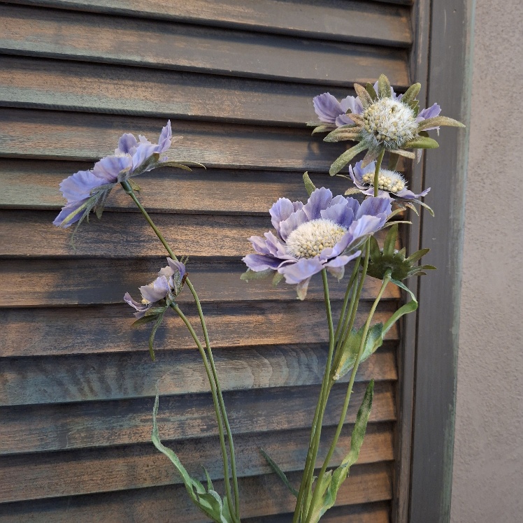 Scabiosa kunstbloem met bloemen in een paarse kleur, van het merk Sylxz.