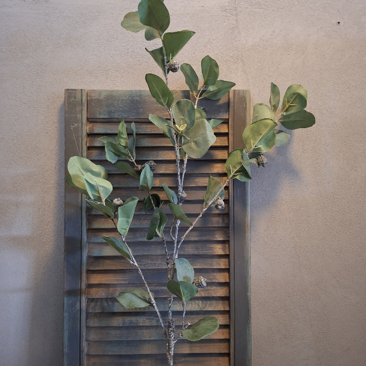 Twijg met groen eucalyptusblad en vruchtjes in een kunstvariant, van het merk Sylxz.