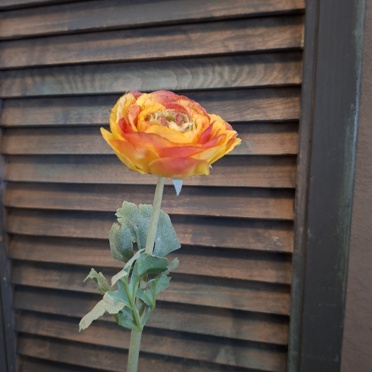 Ranonkel zijdebloem in een gele kleur van het merk Sylxz.