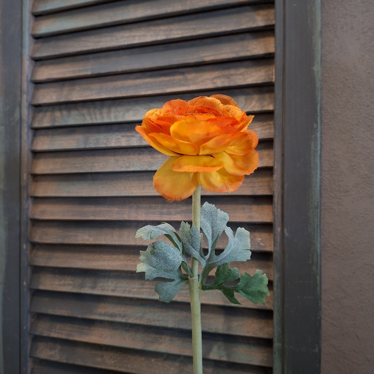 Ranonkel zijdebloem in een oranje kleur van het merk Sylxz.