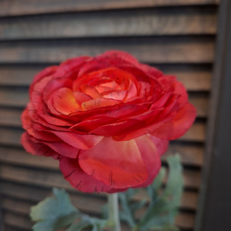 Ranonkel zijdebloem in een rode kleur van het merk Sylxz.