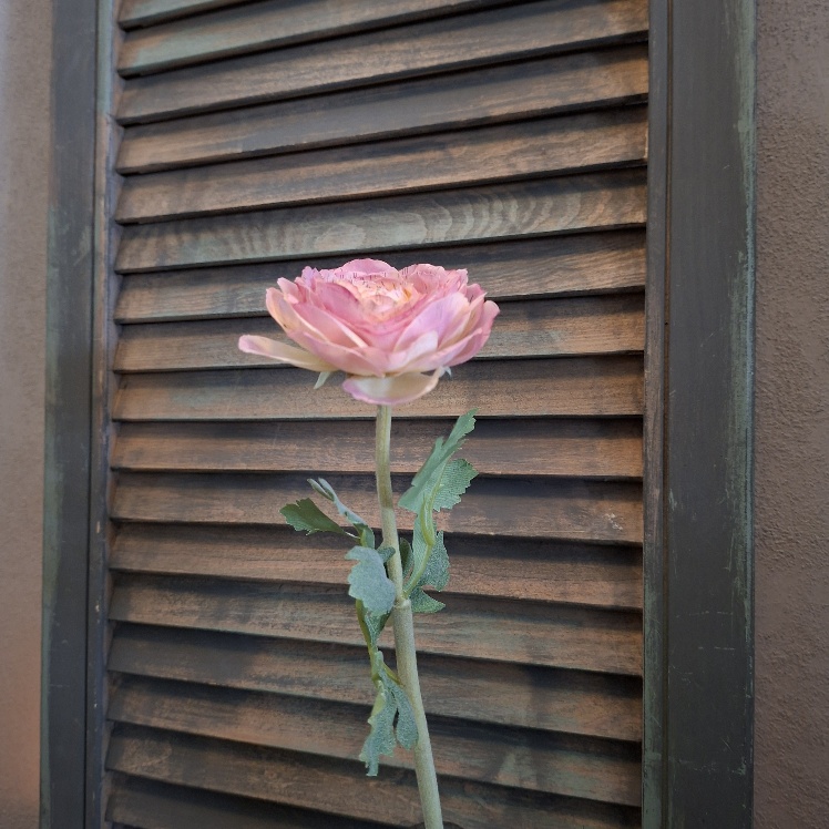 Ranonkel zijdebloem in een roze kleur van het merk Sylxz.