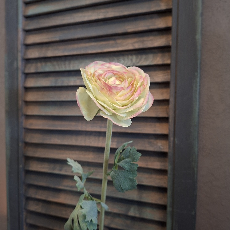 Ranonkel zijdebloem in een zacht gele kleur van het merk Sylxz.