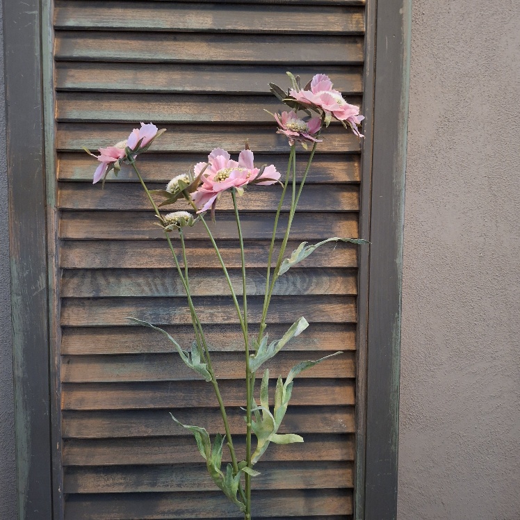 Scabiosa kunstbloem met bloemen in een roze kleur, van het merk Sylxz.