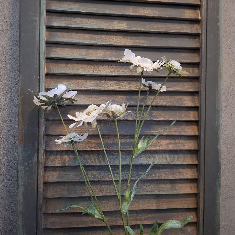 Scabiosa kunstbloem met bloemen in een witte kleur, van het merk Sylxz.