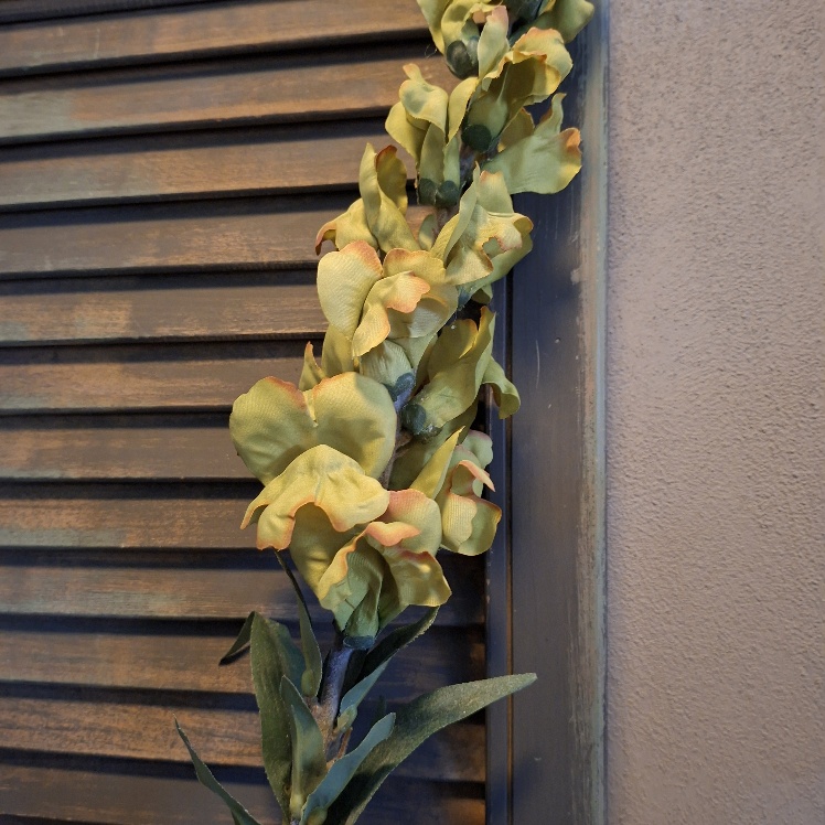 Leeuwenbek zijdenbloem in een groene kleur, van het merk Sylxz.
