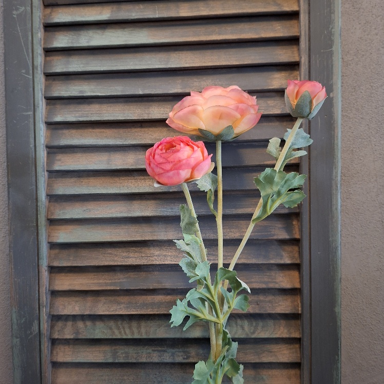 Ranonkel zijdebloem in een perzik roze kleur van het merk Sylxz.