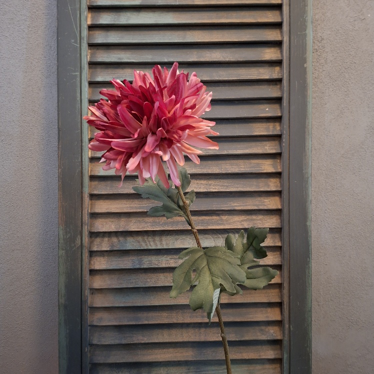 Chrysant zijdenbloem in een roze kleur, van het merk Countryfield.