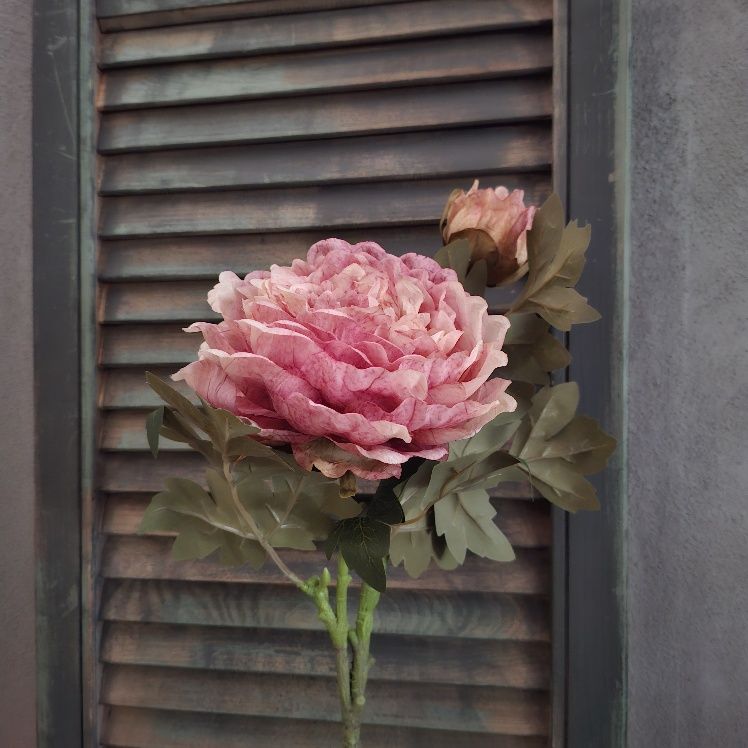 Pioenroos zijdenbloem met twee bloemen in een oud roze kleur van het merk Countryfield.