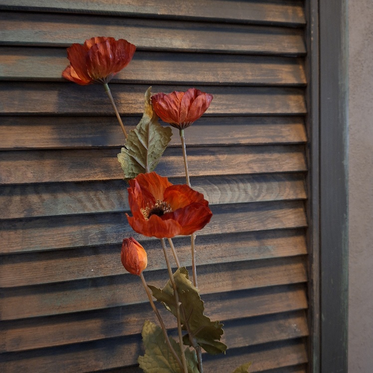 Klaproos zijdebloem in een koper kleur, van het merk Sylxz.