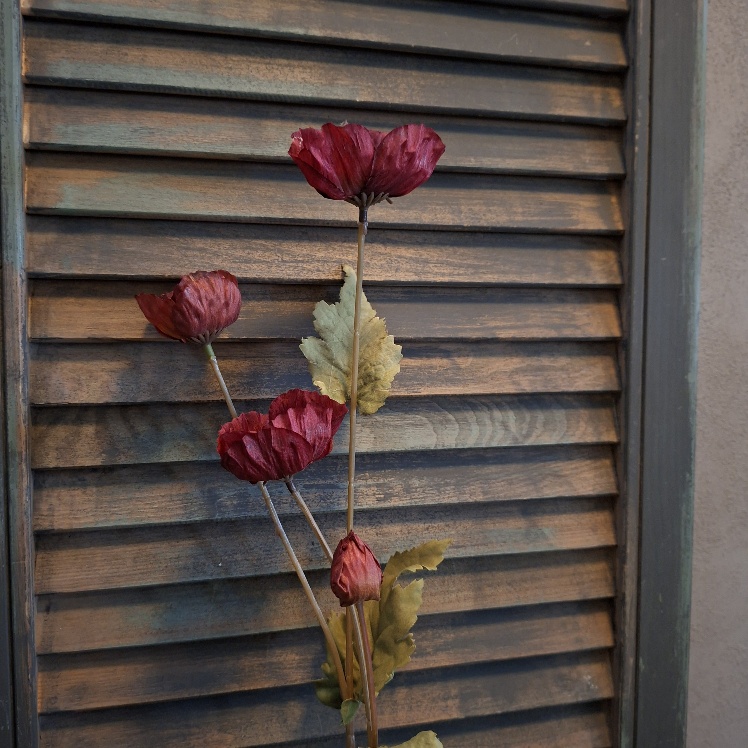 Klaproos zijdebloem in een bordeauxrode kleur, van het merk Sylxz.