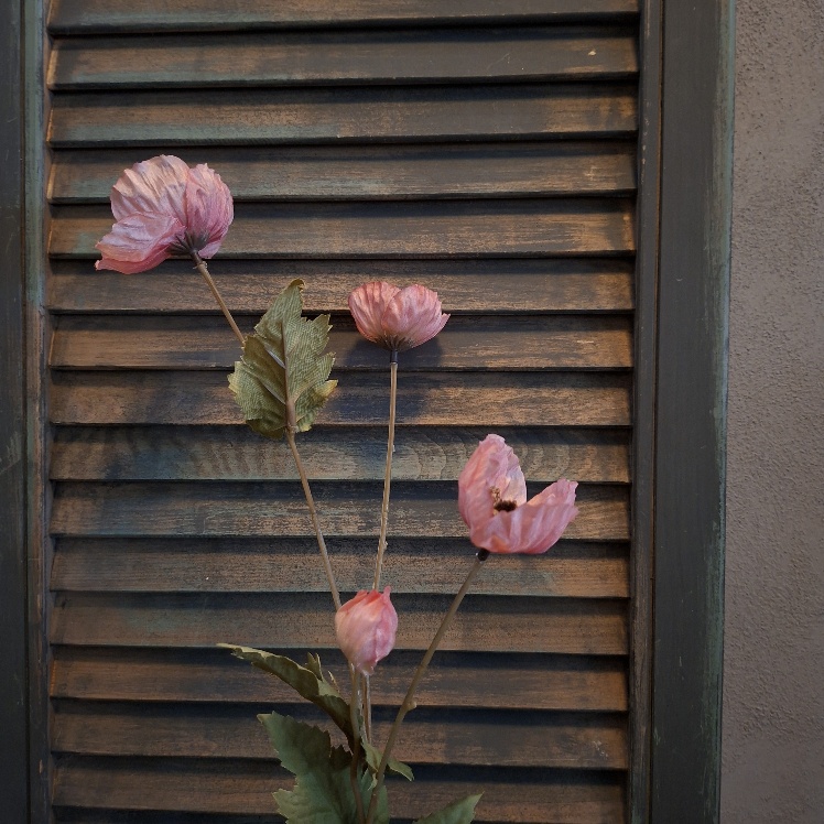 Klaproos zijdebloem in een roze kleur, van het merk Sylxz.