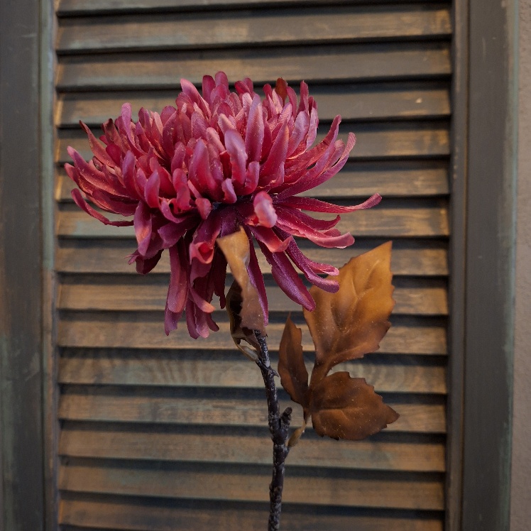 Chrysant zijdenbloem in een donkere oudroze kleur, van het merk Countryfield.