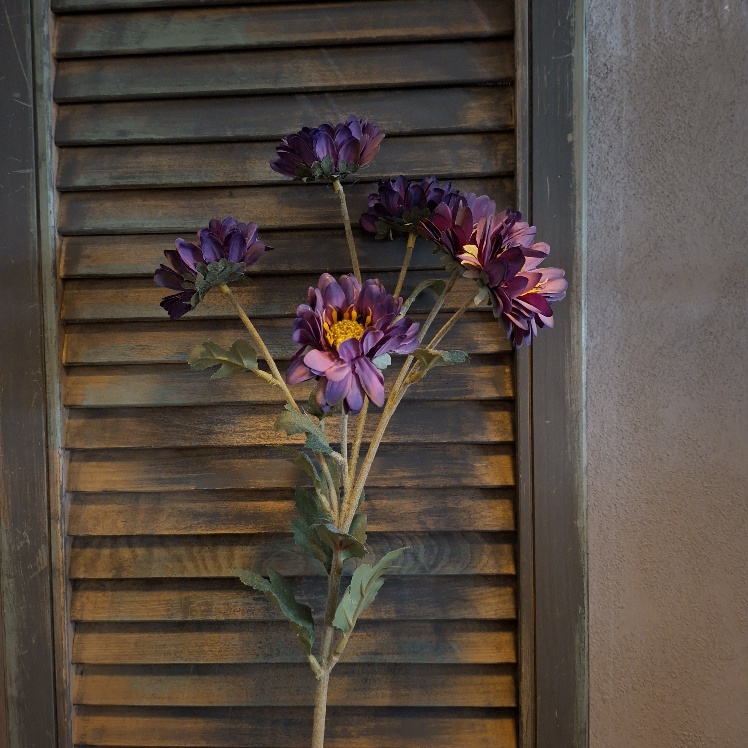 Aster kunstbloem met zes bloemen in een paarse kleur, van het merk Sylxz.